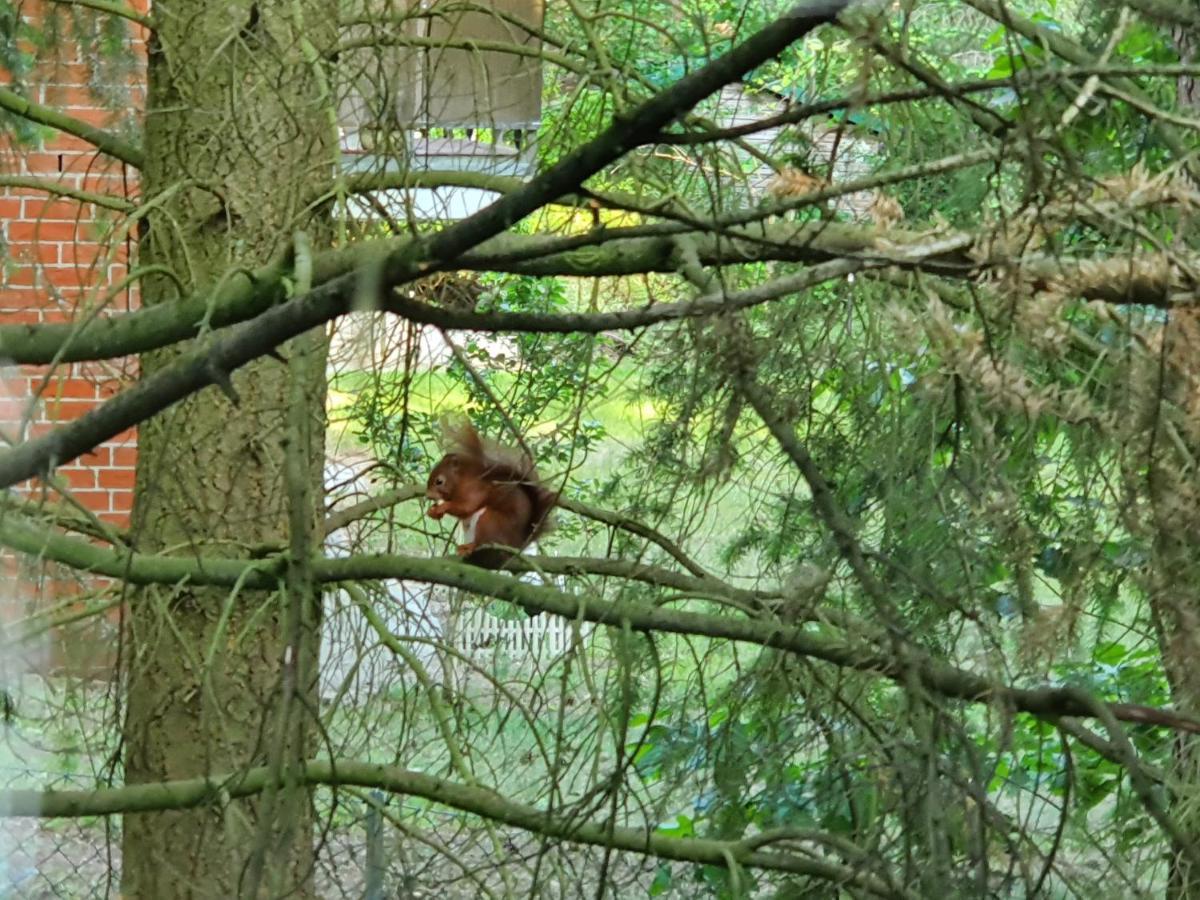 Apartment Bei Hamburg Bis 10 Personen Mit Terasse Und Gartennutzung. Buchholz in der Nordheide Luaran gambar